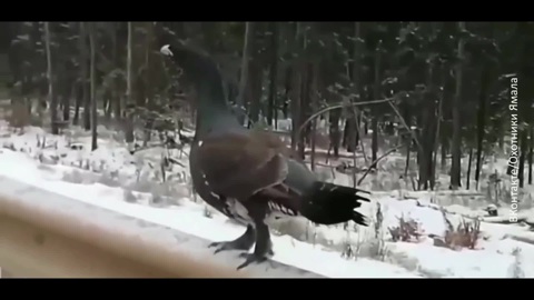 Тетерева на Ямале собрались на брачные игры