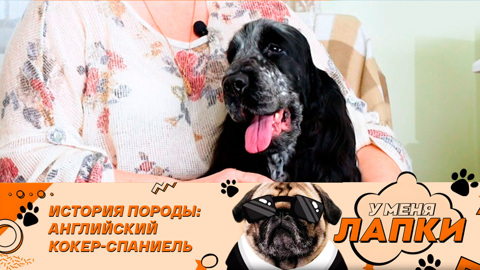 Лучшие охотничьи собаки