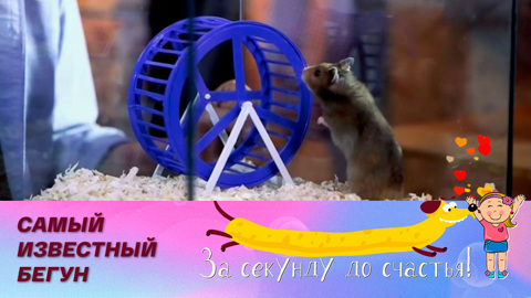 Золотистый хомячок: животное-компаньон