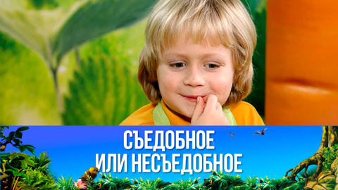 Разноцветные пельмени. Эфир от 28.01.2023