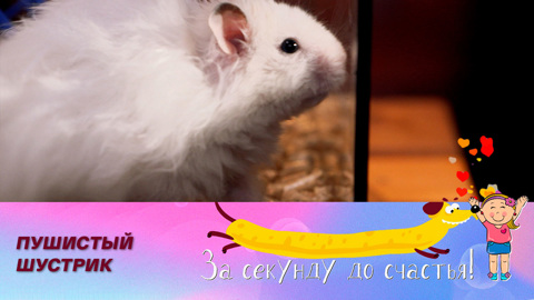 Самый запасливый зверек
