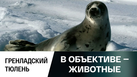 Гренландский тюлень