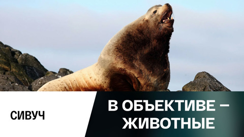 Сивуч
