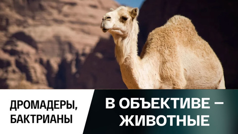 Дромадеры, бактрианы