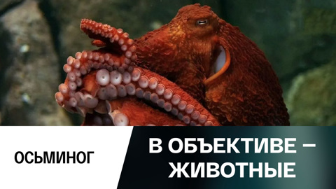 Осьминог
