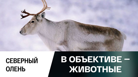 Северный олень