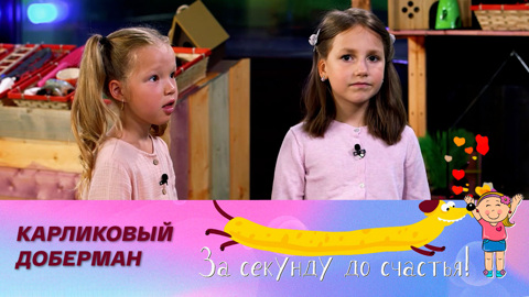 Миниатюрный и энергичный красавец