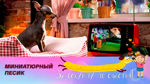 Русский той – чудное создание
