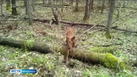 Во владимирских лесах были замечены новорожденные лосята
