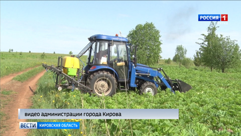 В Нововятском районе уничтожают борщевик с помощью специального гербицида