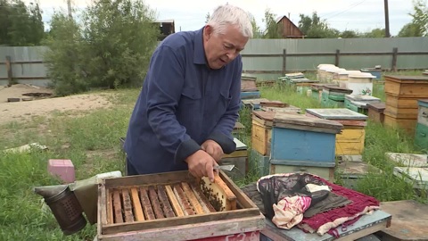 Пчеловоды Якутии готовятся к основному медосбору