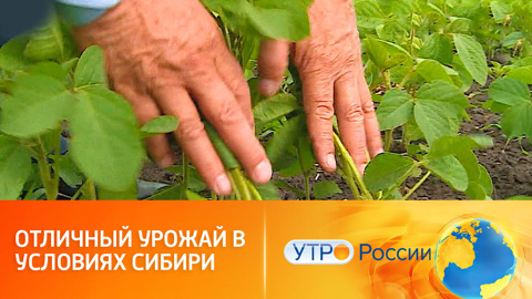 Сибирские сорта
