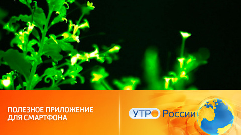 Нейросеть определяет болезни растений