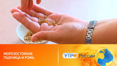 Новые сорта пшеницы