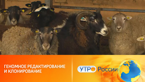 Клонированные коровы с гипоаллергенным молоком