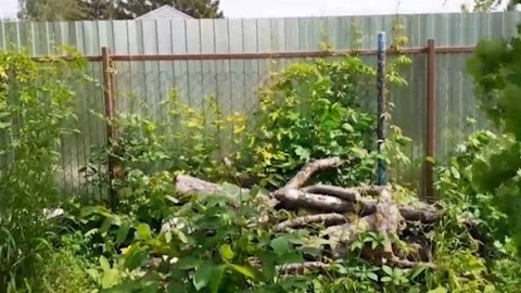 Жители СНТ жалуются на шумные вечеринки у соседей