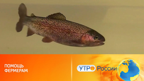 Сенсоры для рыб