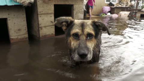 В Приморье пришла большая вода