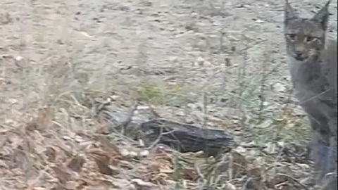 Единственная в Липецкой области рысь попала на камеру в заповеднике