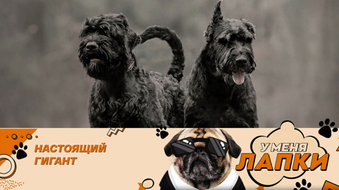 Легенда и гордость советской кинологии
