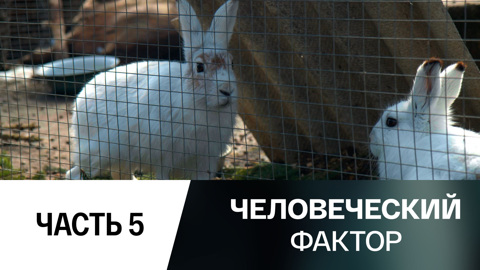 Дом для зайца