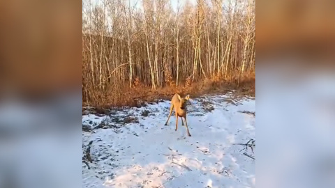 Испуганную косулю поймали на улицах Зеи