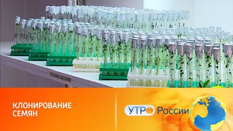 Искусственные семена и растения из пробирки