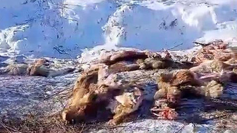 В Приамурье расследуют случай со свалкой из шкур косуль