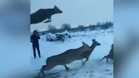 В Куженерский район привезли пятнистых оленей