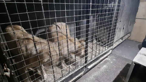 Зоозащитники обеспокоены замерзающими под Челябинском львами