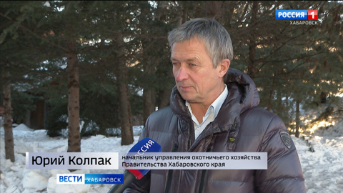 Как проходило лечение спасенного тигренка и будущая судьба маленького "хозяина тайги"