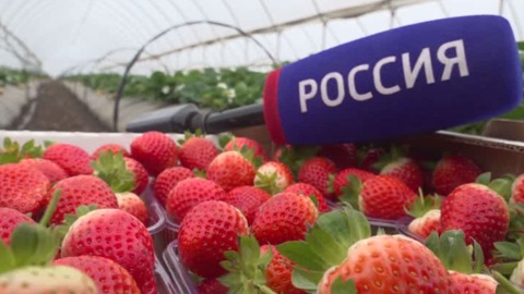 На Кубани выращивают свежие ягоды даже зимой