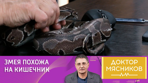 Врач Александр Мясников посадил в свой пиджак змею