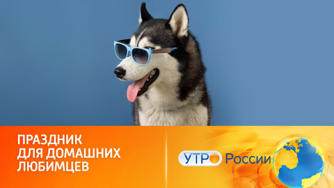 Домашние животные чувствуют праздник и настроение хозяев