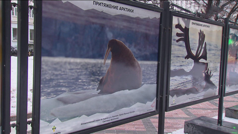 "Притяжение Арктики": в Москве открылась ежегодная фотовыставка