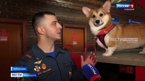 Пушистый "спецназ" помогает чебоксарским пожарным на службе