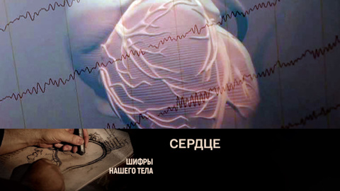 Сердце