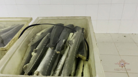 Больше 10 тонн рыбы и красной икры изъяли из незаконного оборота в Москве