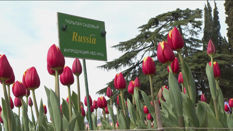 "Парад тюльпанов" открыли в Ялте