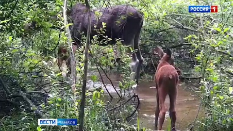 В объектив фотоловушек в регионе попали лосята и кабан