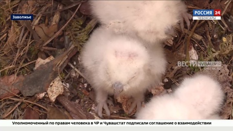 Орнитологи Чувашии наблюдают за птенцами одной из самых маленьких сов России