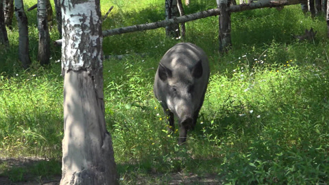 Кабаны в Подмосковье болеют и становятся наглее