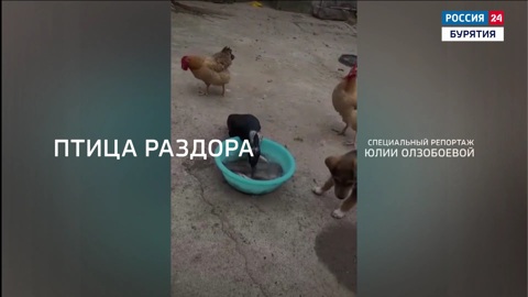 Птица раздора