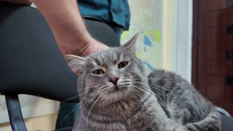 Коты-талисманы есть у тюменских пожарных
