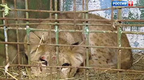Лев прибыл в столицу зайцем