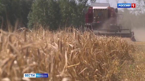 В Тамбовской области убрано более половины урожая зерновых