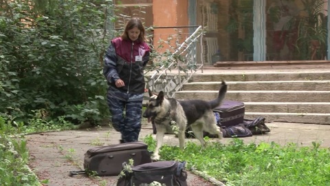 В Екатеринбурге прошло первенство Свердловской области по многоборью среди кинологов
