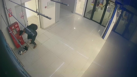 В Химках незнакомец в темных очках и бейсболке украл спаниеля Бетти
