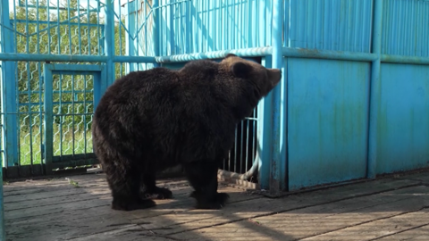 Медведица Даша из Норильска отметила новоселье в Тверской области