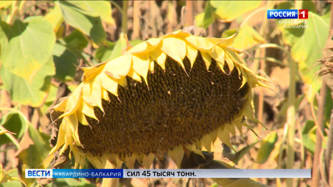 В КБР начали убирать подсолнечник